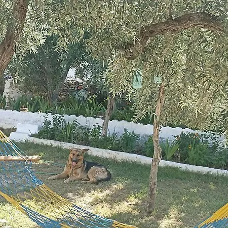 Pasha House